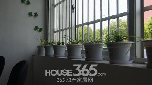 办公室内整齐排放的小绿植